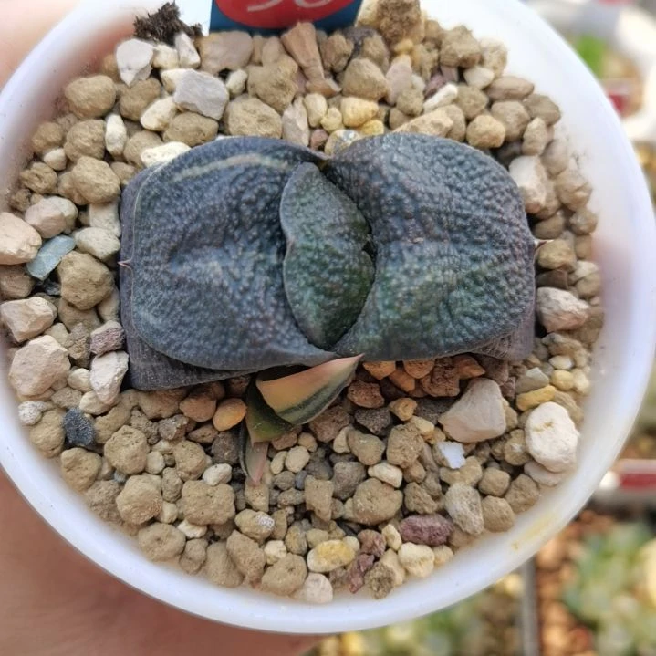 96号实生军配卧牛锦带1侧芽一物一拍带盆土发货