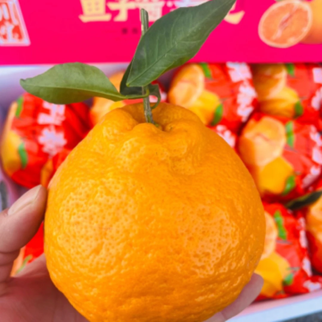 四川春见耙耙柑散装5斤净耙耙柑四川省广元市