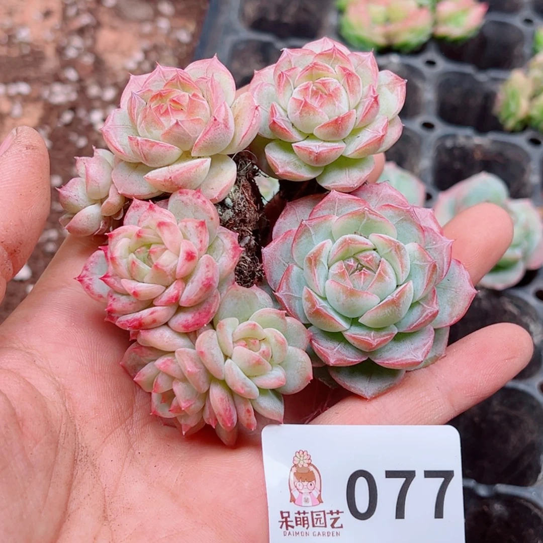 大***妮多肉植物多肉植物