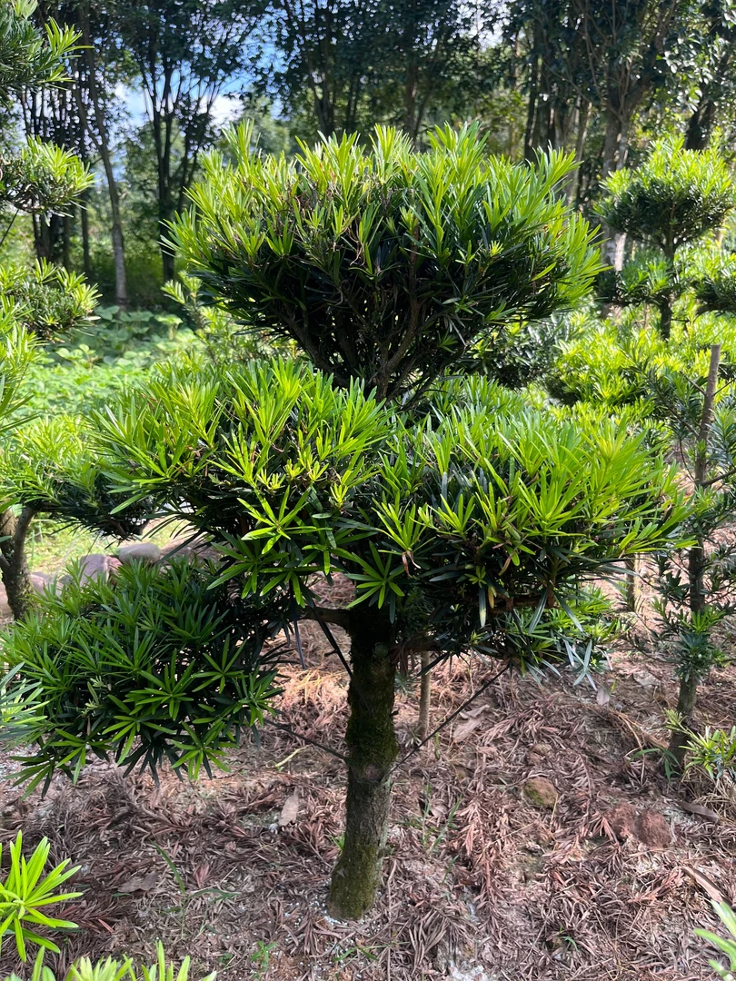 罗汉松造型盆景适合庭院别墅室内外阳台种植