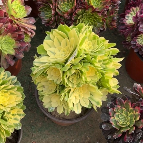 102辛尼亚朵朵多肉，