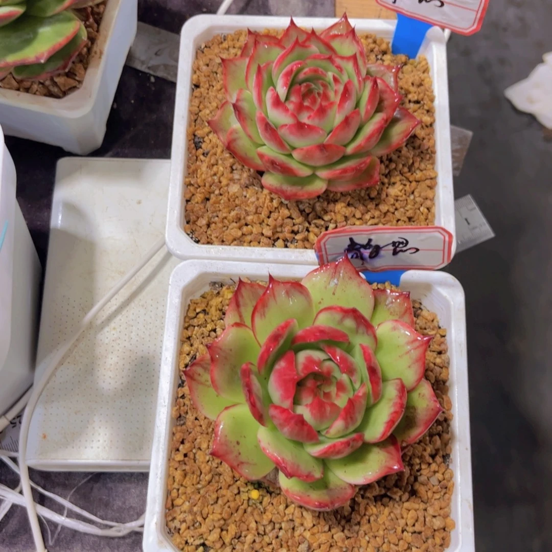 静***窗惊鸿仙子一物一拍