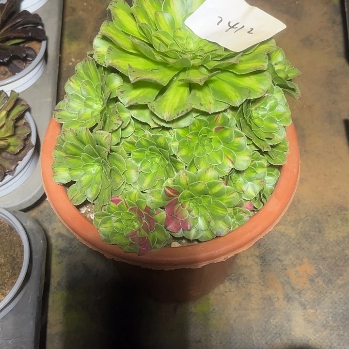知否多肉植物保护专业1412