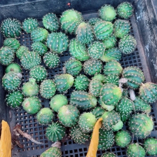 下1混荷花歪无根侧芽3公分左右20包邮