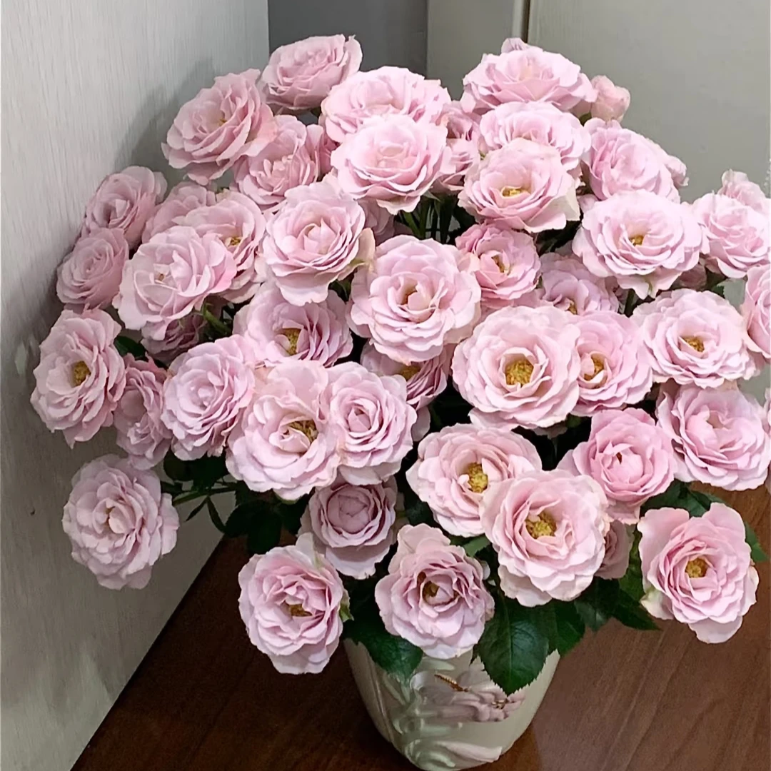 粉色纯真多头玫瑰【任意两单以上升级顺丰】云南鲜花 家庭插花