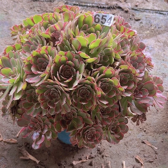 八***妹一颗多肉法师植物