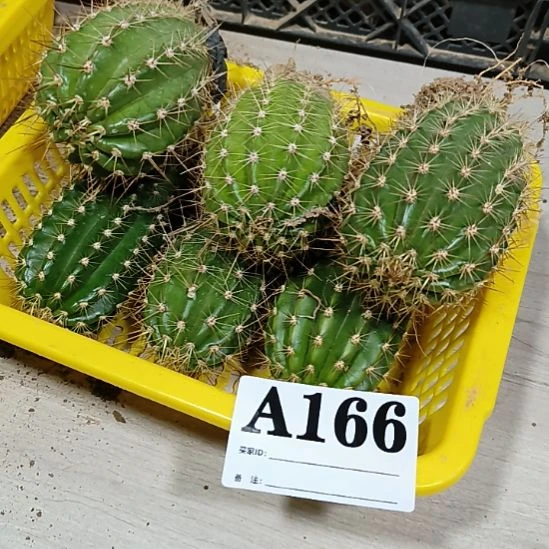 当前无花栽培后可以开花a166
