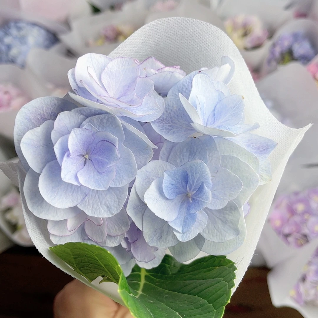 完全开放稀有绣球花34