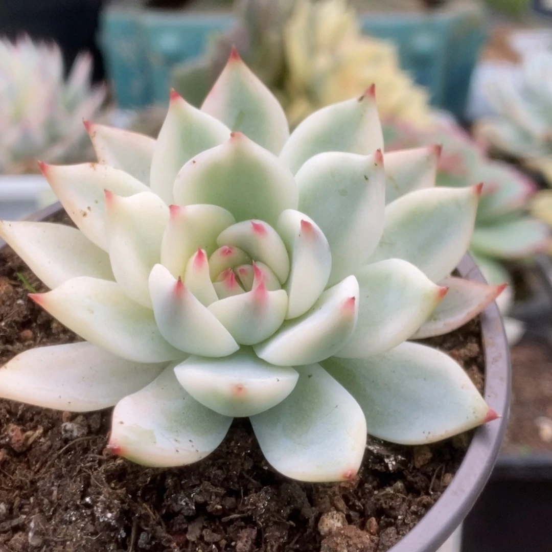 227锦锦锦锦锦锦锦锦