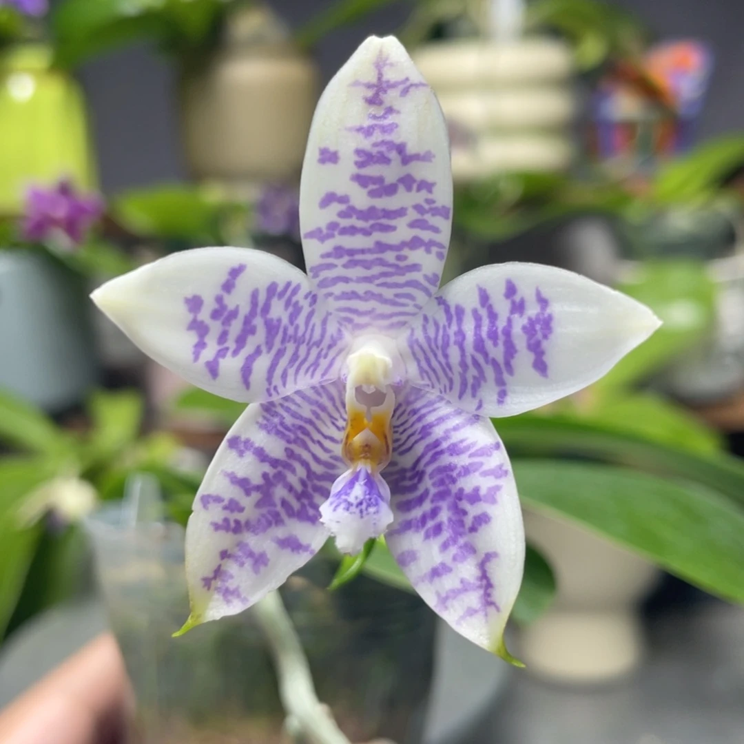 完全开放KM3288，2.5杯开花株