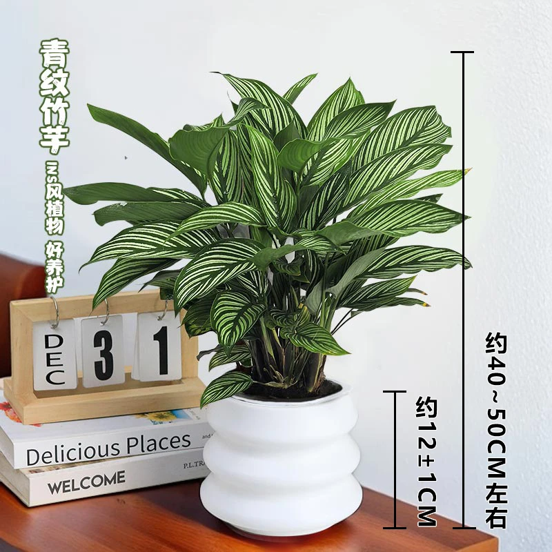 【青纹竹芋】室内好养护办公桌面绿植观叶美观鲜活懒人植物40-50cm