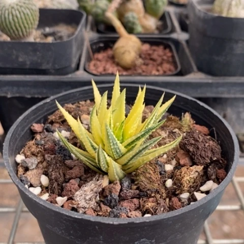 古迪锦单头4仙人球