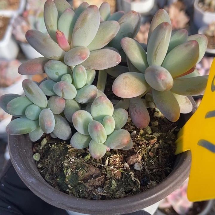 877苹果奶多肉植物