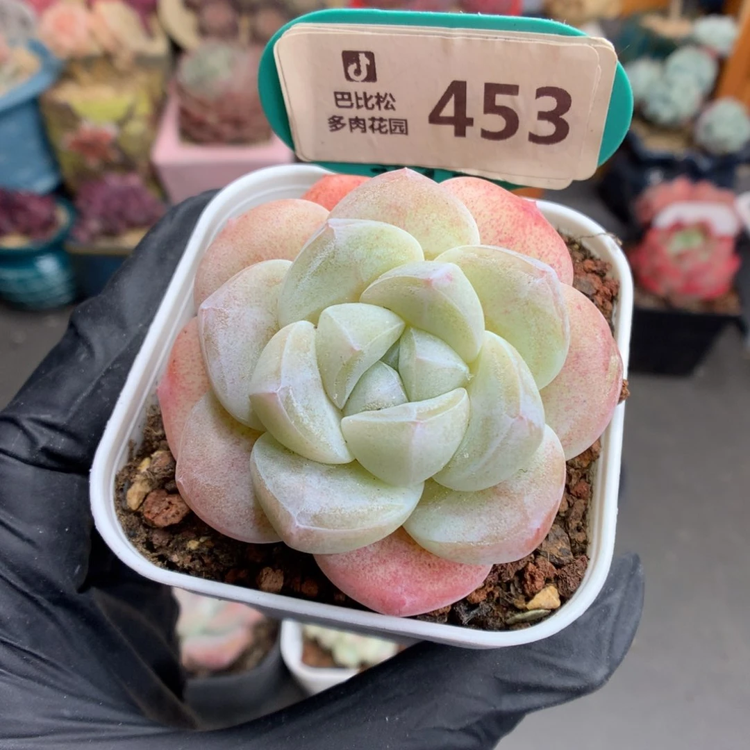 一***_453 透心冰玉多肉