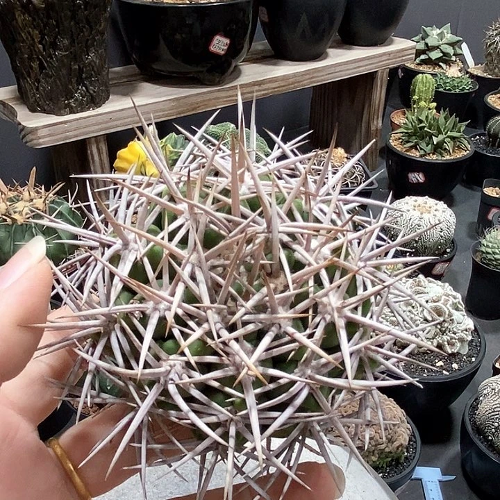 597碧岩玉哈哈哈哈哈