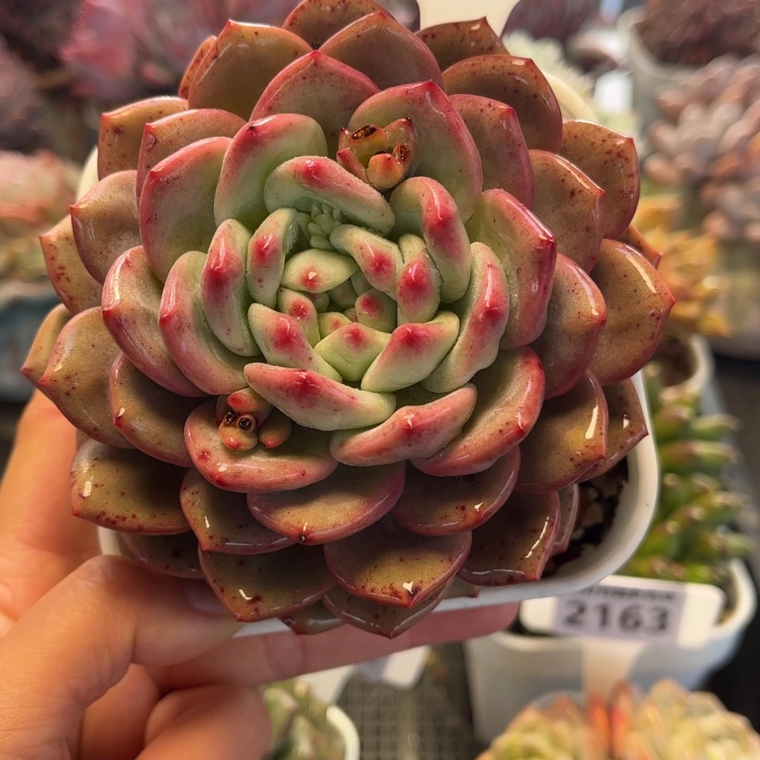 2164 满30包邮 天冷必拍保温箱