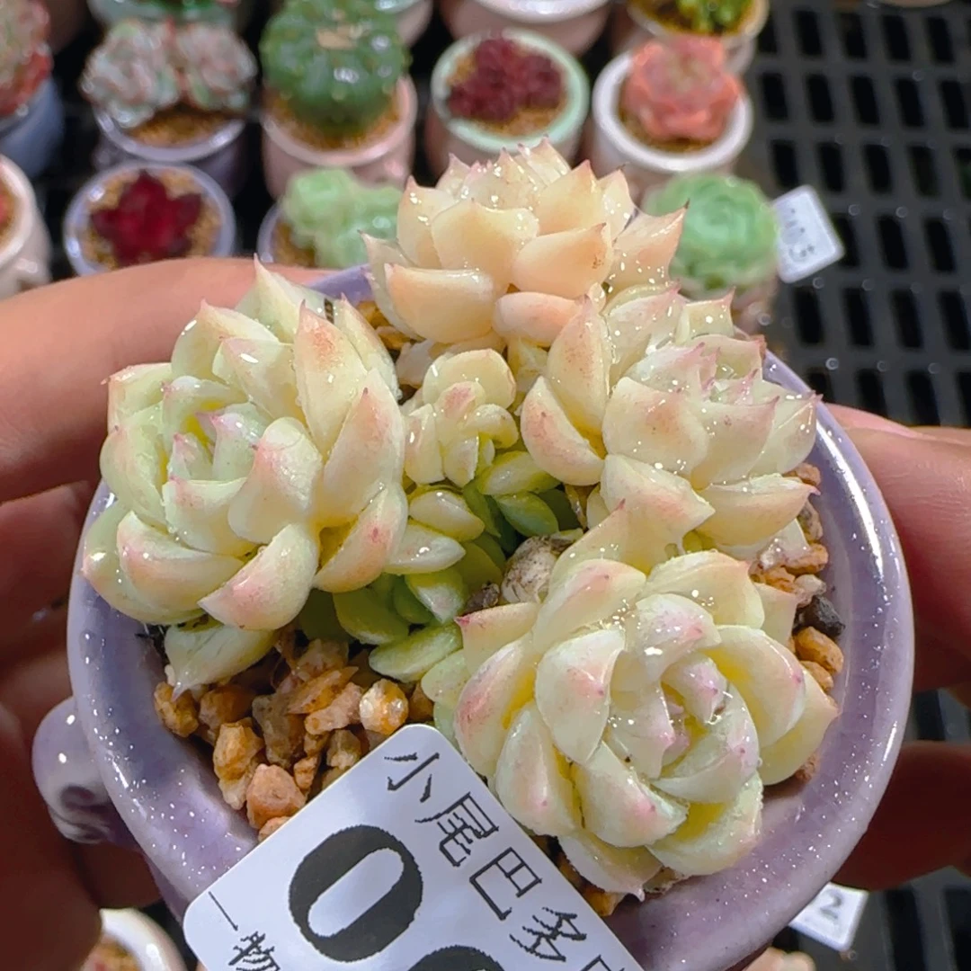 AM小尾巴5CM迷你拇指盆栽精控多肉006