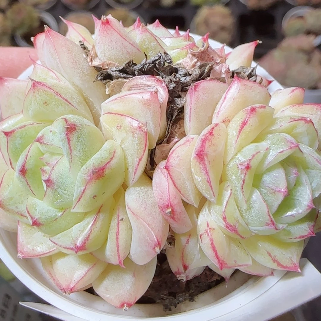 花语逸镜1118-165散