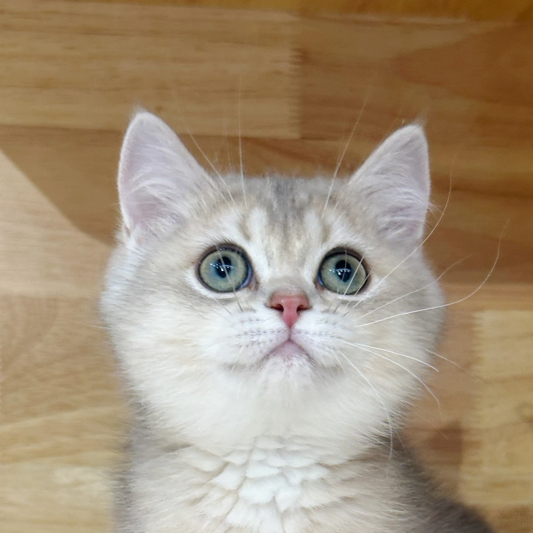 来了姊妹-蓝金英短-妹妹-01