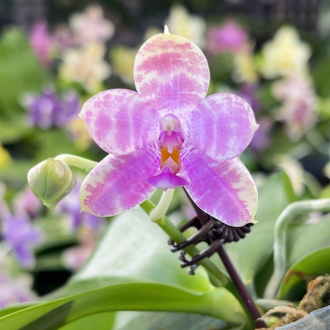 完全开放11号，叶瑕98漏