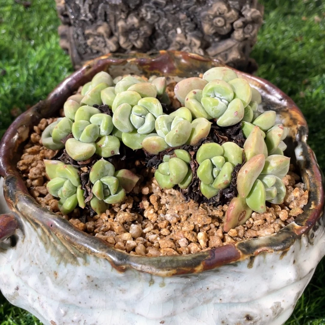 玫瑰苹果叶野生福利