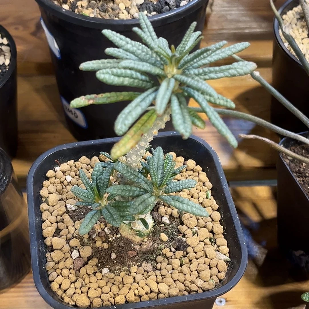 优选泡泡叶琉桑，扦插