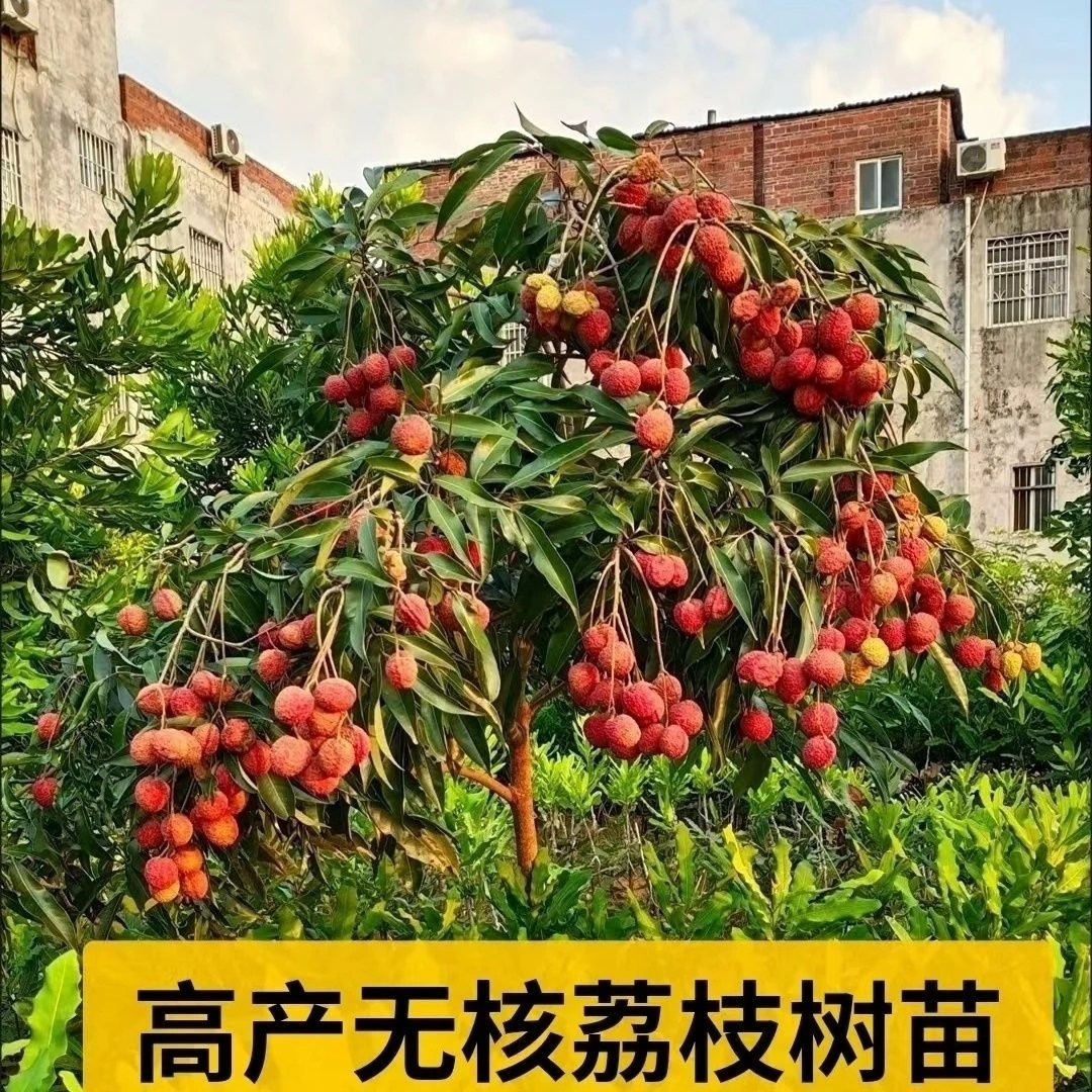 广西正品冰荔仙进奉无核荔枝苗正宗嫁接果树苗带土带叶发货