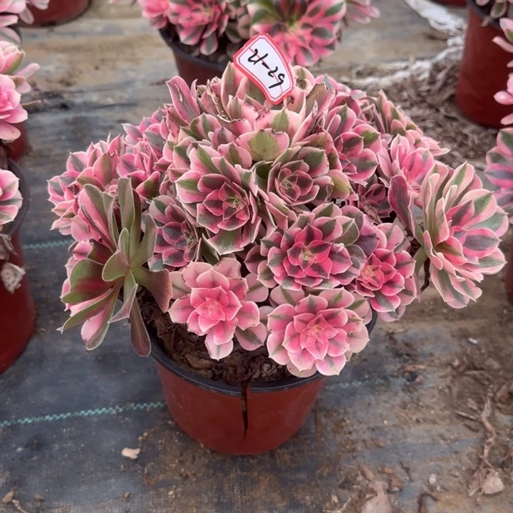 21-29女巫多肉无售后叶片有咬