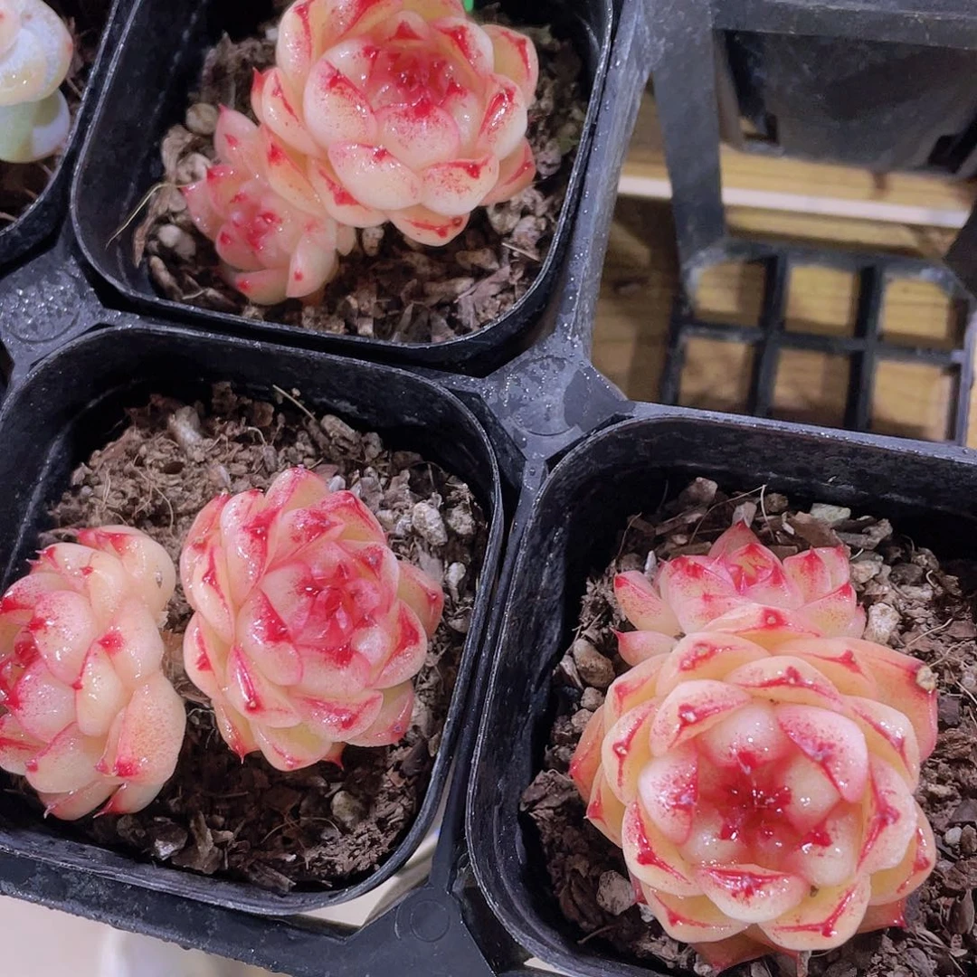 536号 睫毛糖心珍妮新品一颗