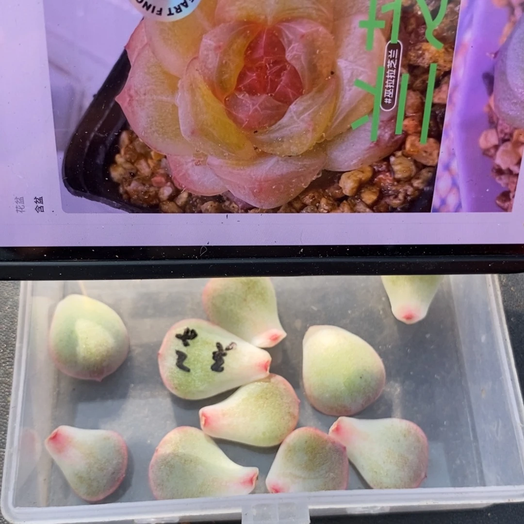 纯叶片芝兰一片多肉叶子