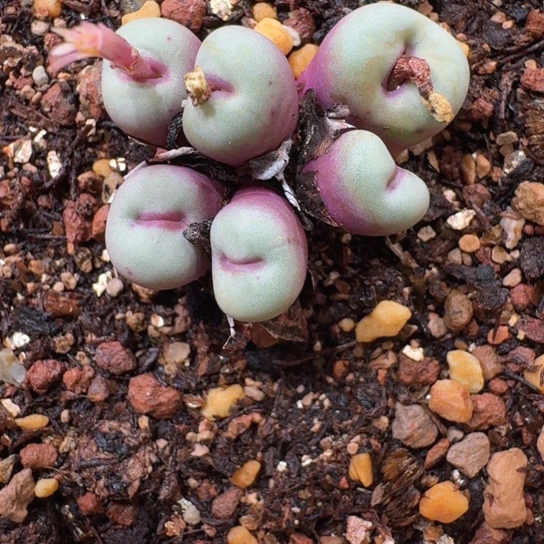 柚***子161pppppppppppssw