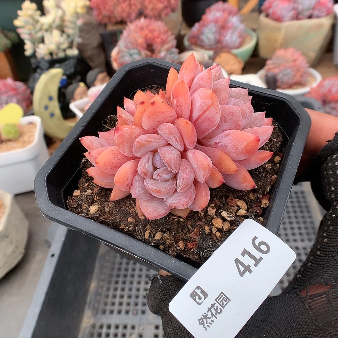 416雪天使多肉植物666