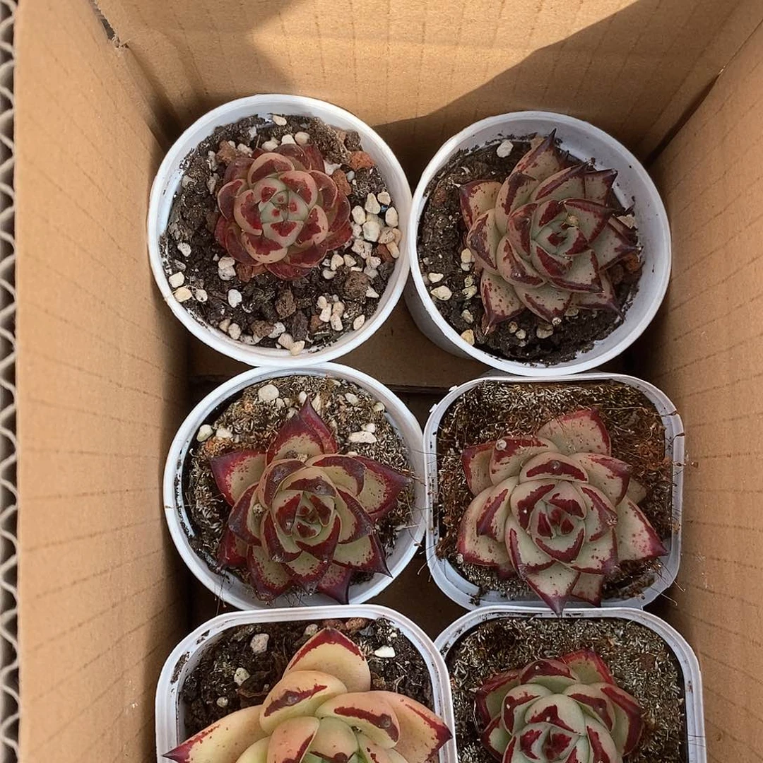 乌木6个9.9包邮 5126