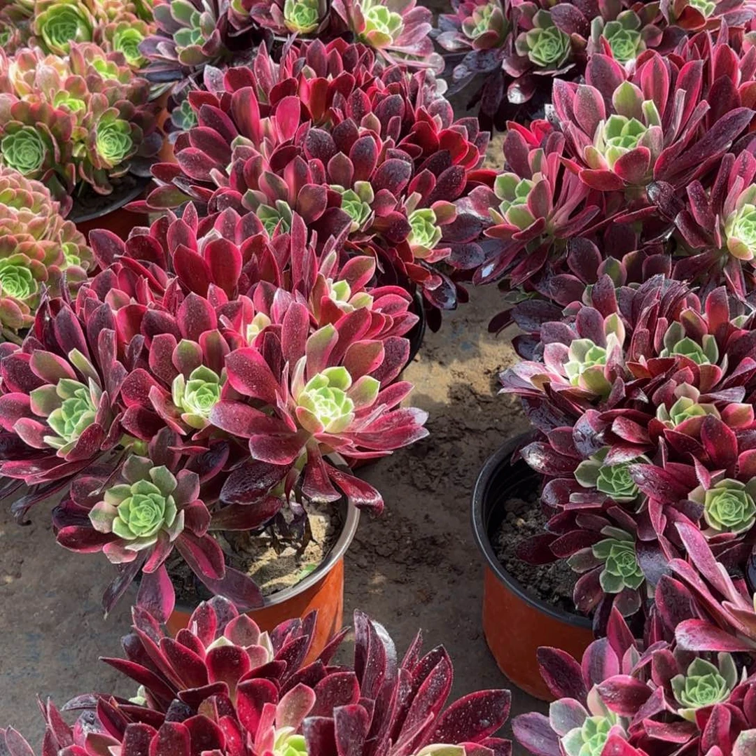 金丝雀绣球9.9多肉植物