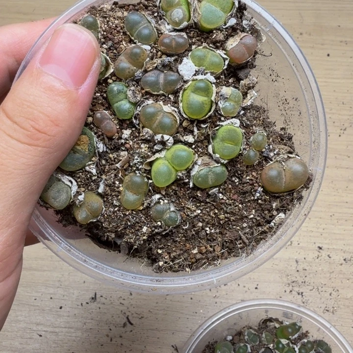 多肉植物的生长发育200