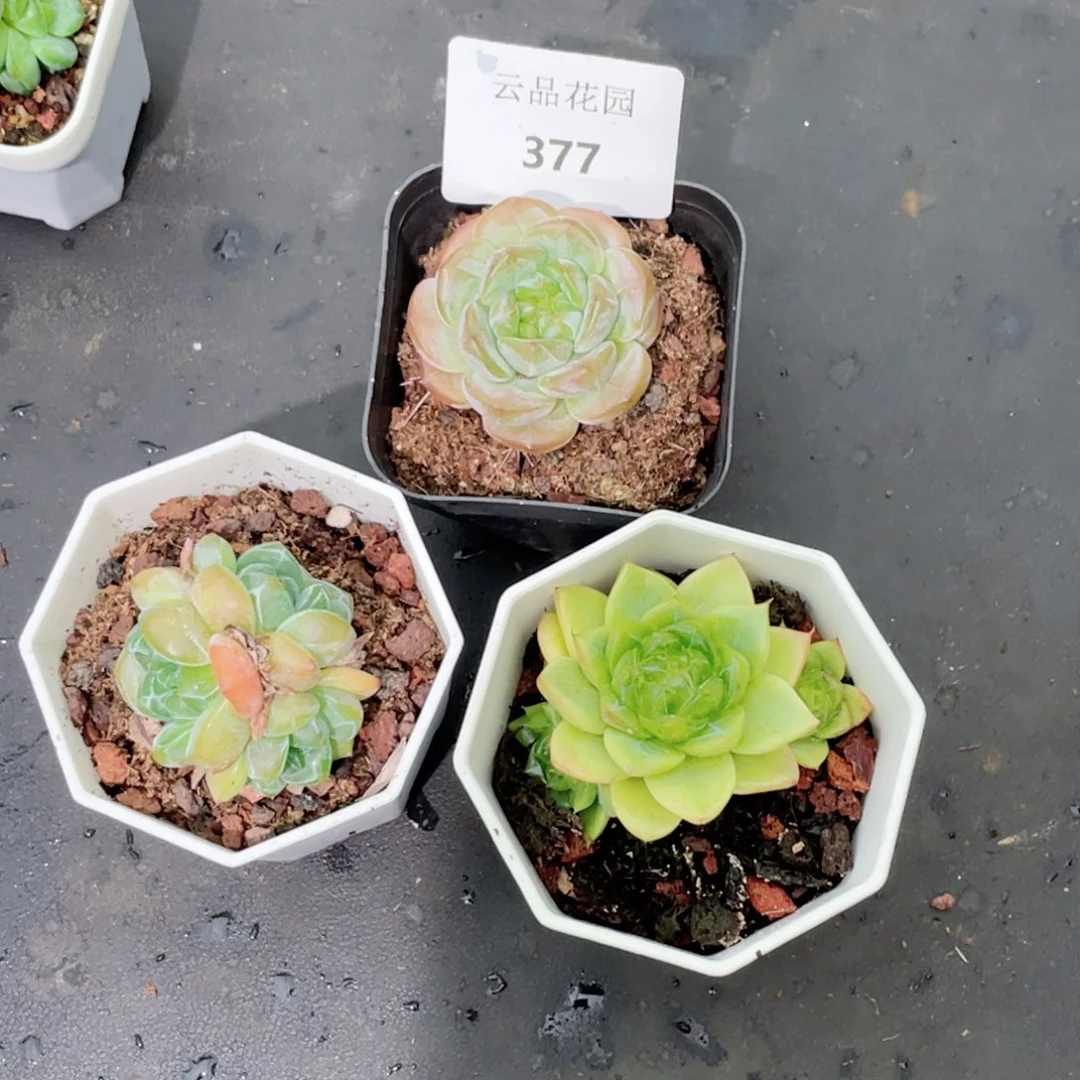 薄***沫377号糖心冰心珍妮3