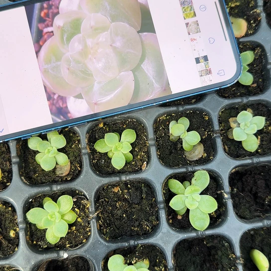 钻石珍妮4号小中苗穴一个满25包邮