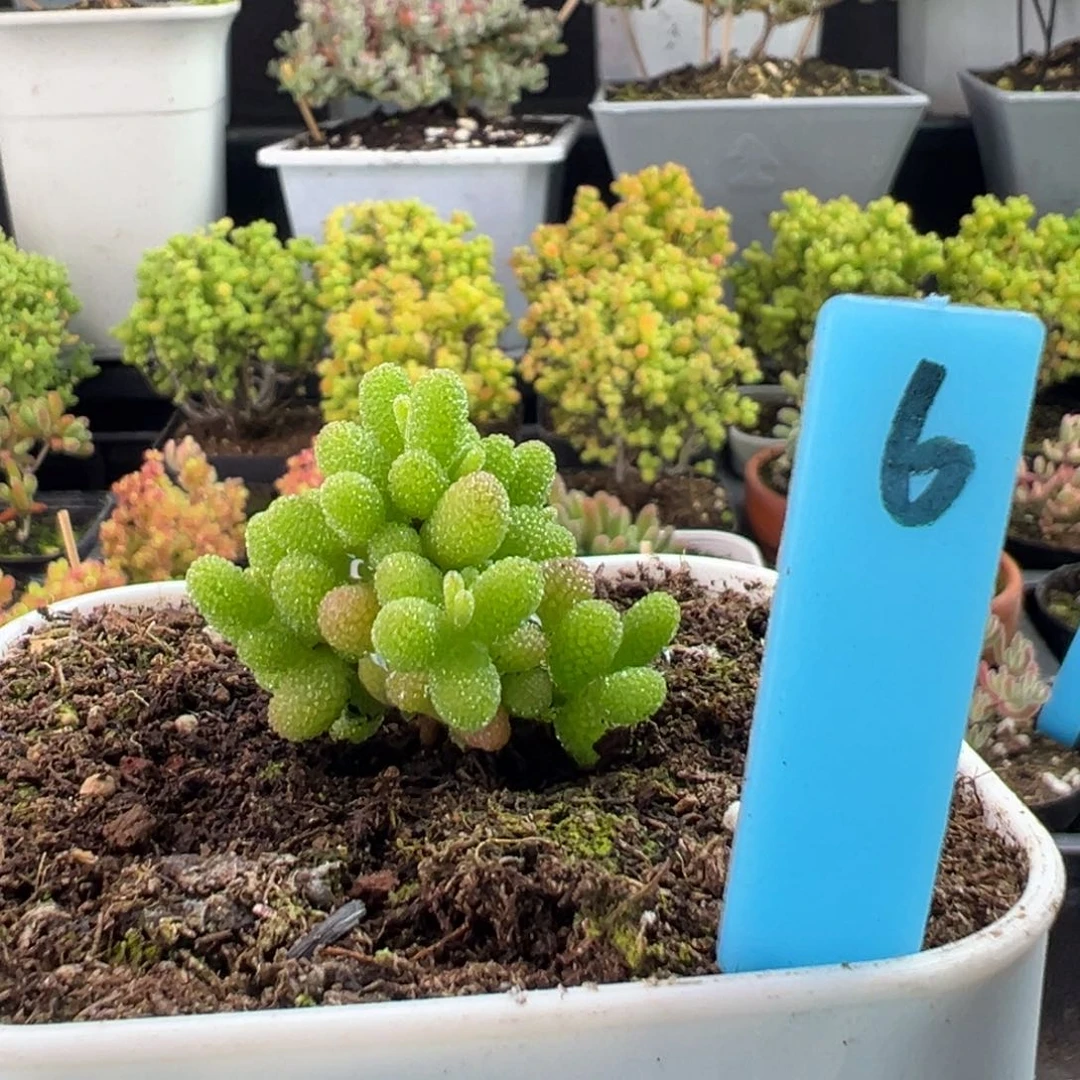 实生橘子糖6号8厘米盆