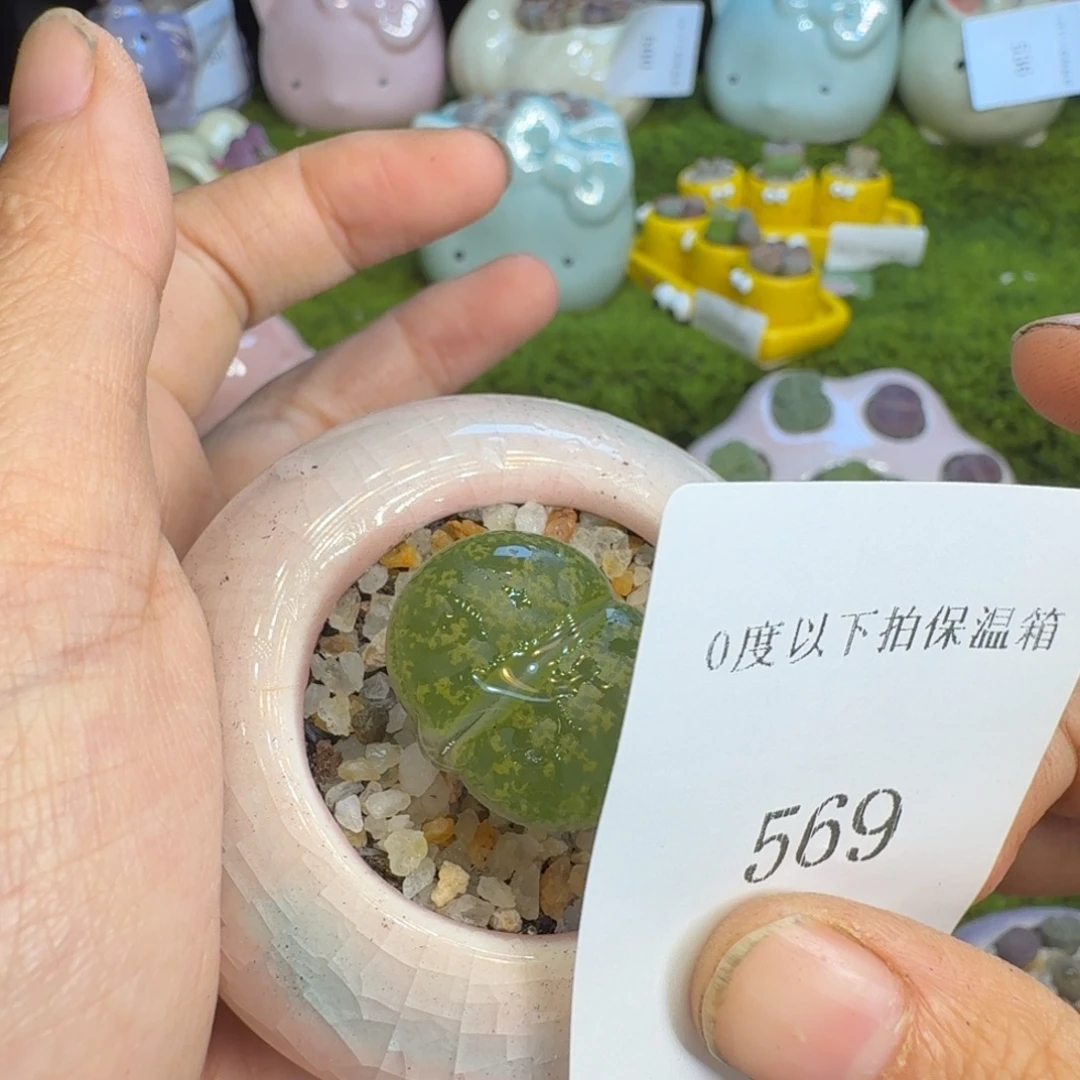L***.多肉植物福利冲569