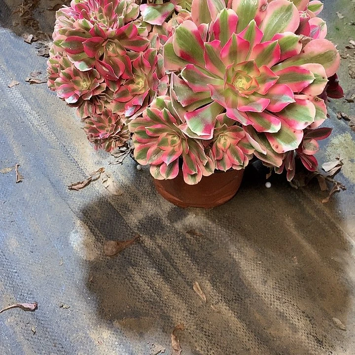 多肉多肉多肉女巫缀化140