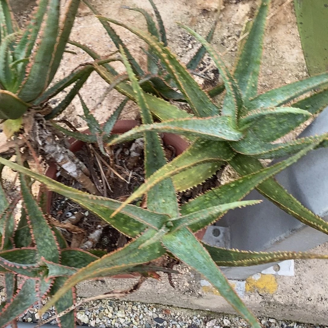 15号红丝稠芦荟。