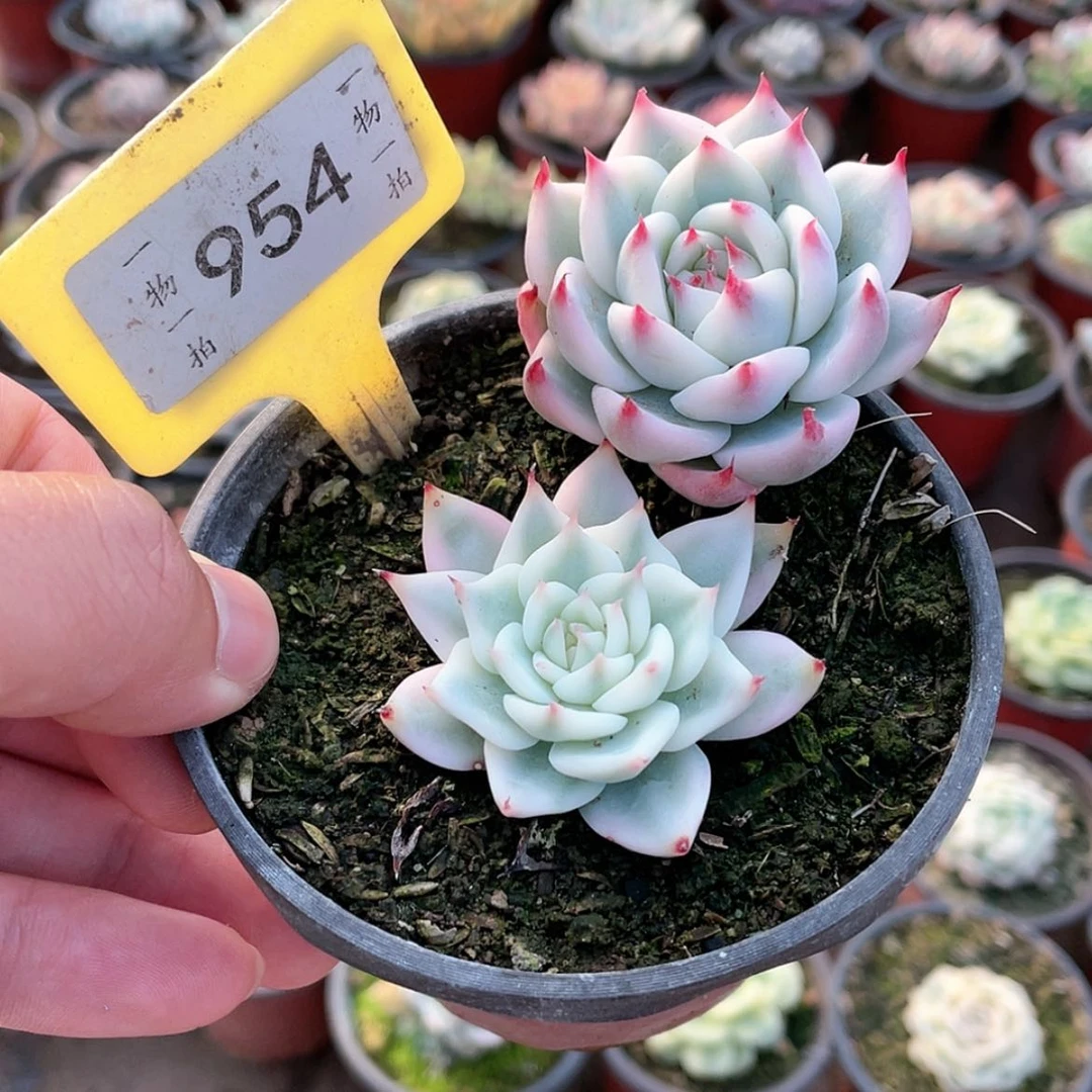 【闪购商品】✨****954两颗一组十一级福利