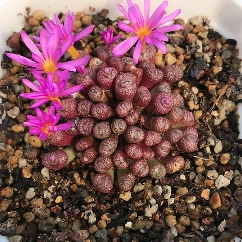 多肉肉锥 大嘴鳄鱼皮安贞