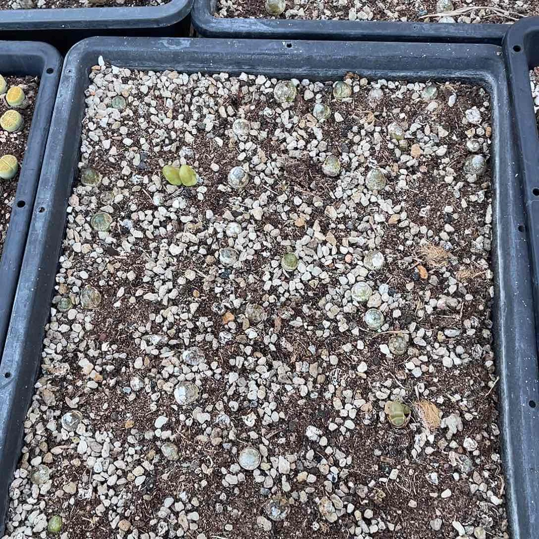 当天凑满十八元包邮604