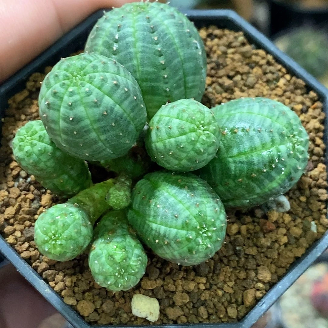 孤品自根超多头（11头）美纹布纹球福利款