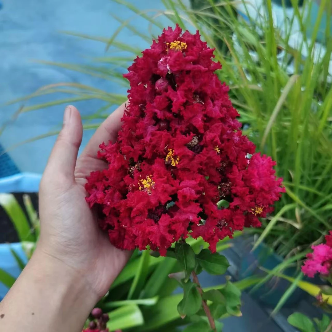 【一物一拍】紫薇树苗红火箭老桩庭院盆栽盆景精品杯苗大红耐热耐寒