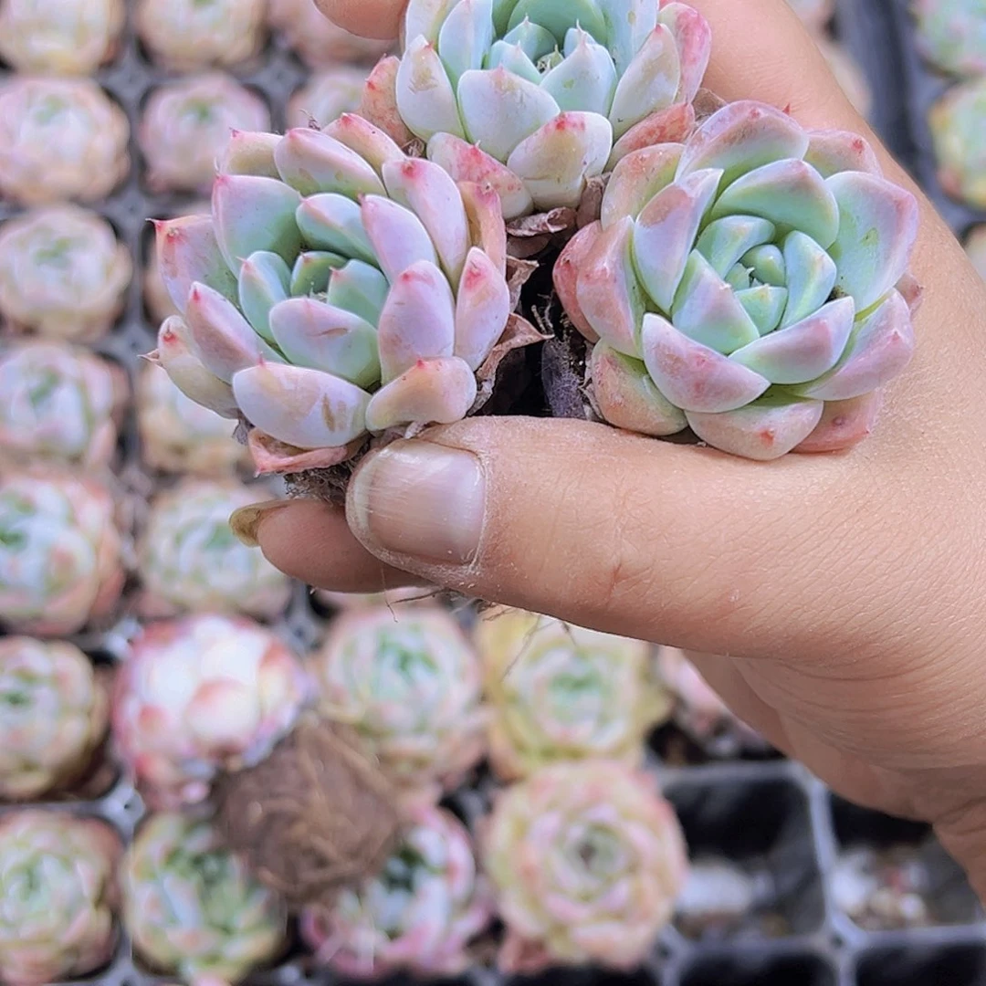 沙网如梦令3个19包邮