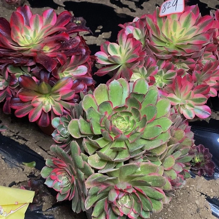 夜宴美杜莎男神三棵829号