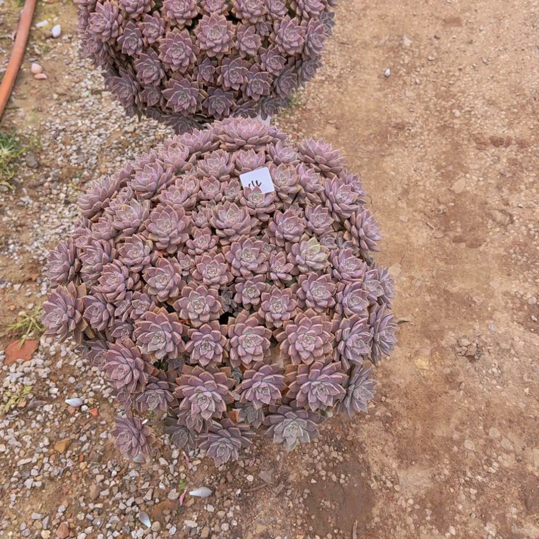 14阿伦陪多肉植物軚盘