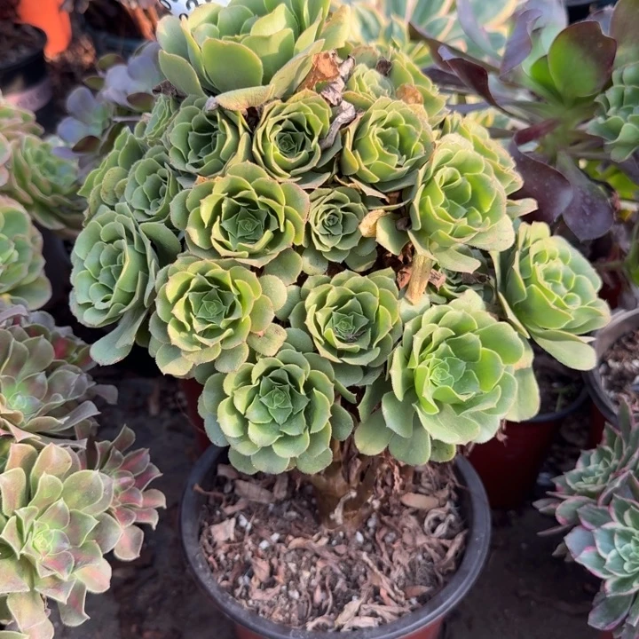 334绿玫瑰30厘米大老桩